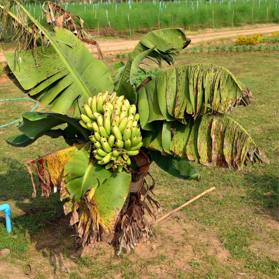 Banana Trees Live Plants from 4 to 6 Inc Long, Cavendish Banana Plants Live for Planting Gardening Outdoor Indoor