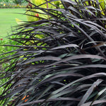 Pack 2 Fountain Grass Plants Live, Ornamental Grasses Live Plants Perennial Potted Plants Ready to Grow, 5-9 Inch Height (Mix Fountain Grass)