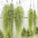 Live Spanish Moss Plant 10” Tall Clump, Air Plant for Home Decoration, Terrariums and Outdoor Planting