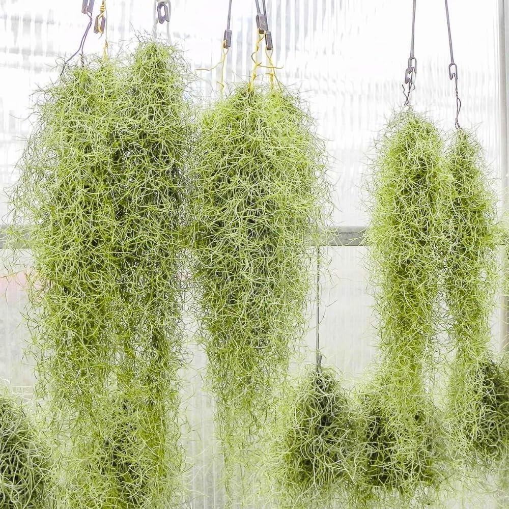 Live Spanish Moss Plant 10” Tall Clump, Air Plant for Home Decoration, Terrariums and Outdoor Planting
