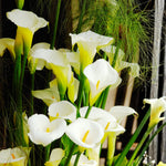 Pack 3 White Calla Lily Bulbs - Calla Lily Flowering Bulbs for Garden and Containers, Easy to Grow Summer Blooms