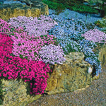 Pack 3 Creeping Phlox Plant Live, 5-9 Inches, Perennial Creeping Phlox Ground Cover Outdoor Garden (Mix-Colored)