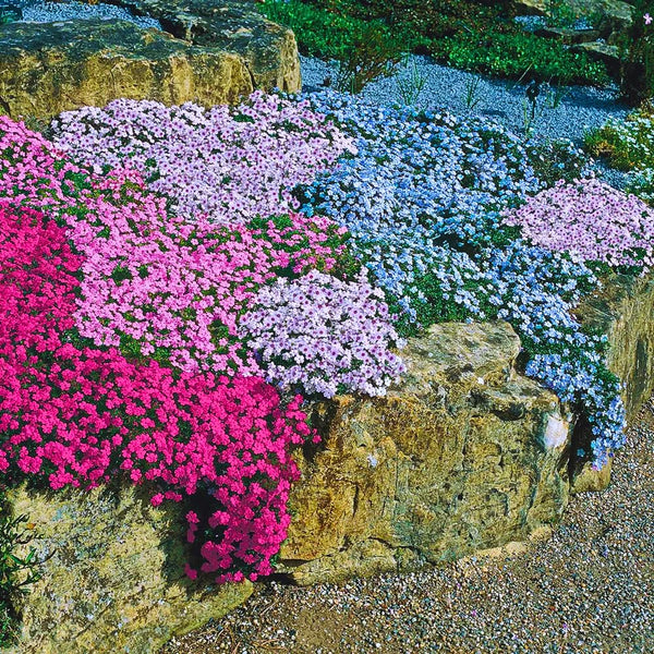Pack 3 Creeping Phlox Plant Live, 5-9 Inches, Perennial Creeping Phlox Ground Cover Outdoor Garden (Mix-Colored)