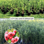 2 Blueberry Plants Live, Blueberry Trees Live Plant, Blueberry Bush Live Plant, 5-12" Tall, Blueberries Fruit Tree Ready to Grow (Pink Lemonade Blueberry Plants)