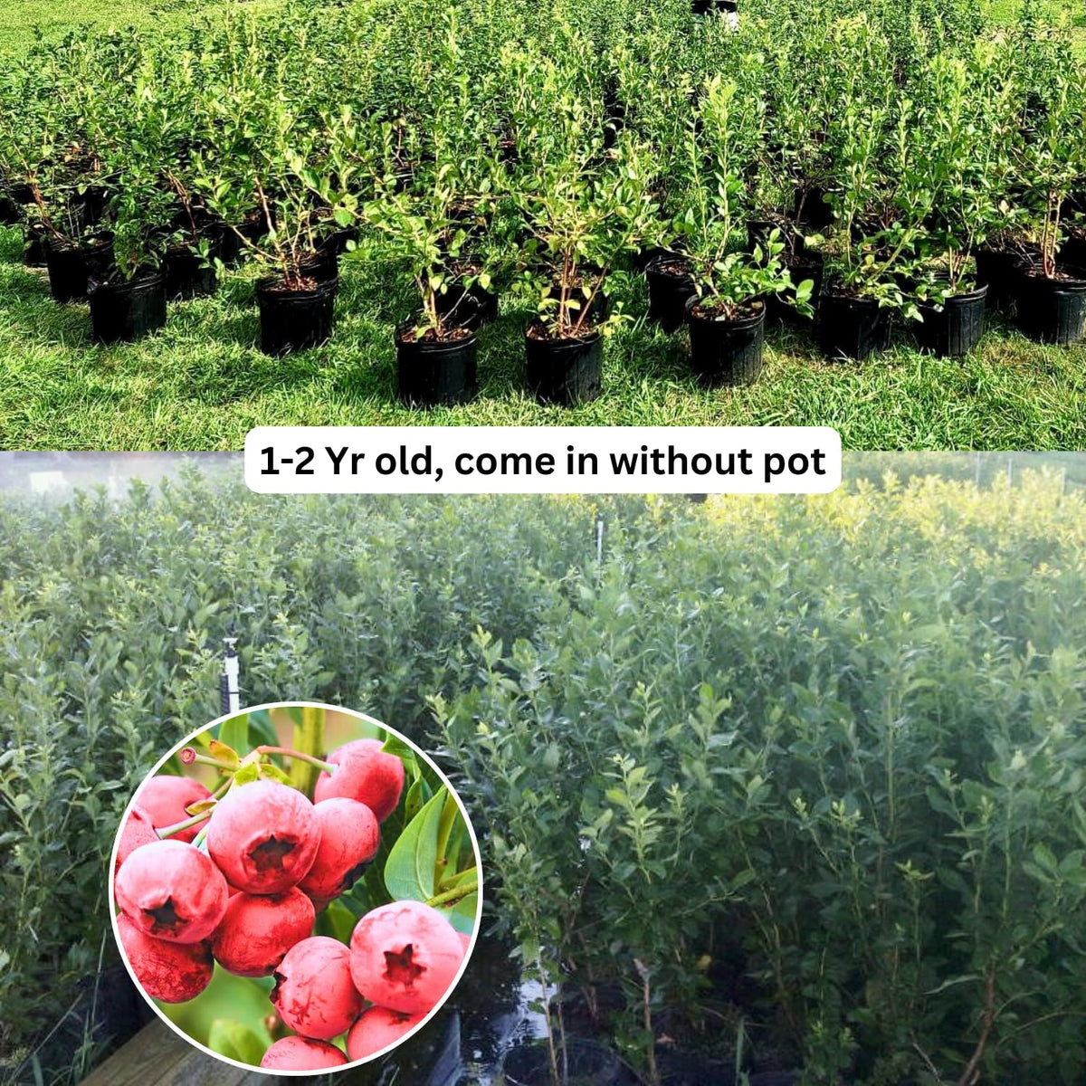 2 Blueberry Plants Live, Blueberry Trees Live Plant, Blueberry Bush Live Plant, 5-12" Tall, Blueberries Fruit Tree Ready to Grow (Pink Lemonade Blueberry Plants)