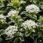 3 Live Ixora Plants, 5-7 Inc, White Ixora Live Plant, Tropical Shrub Plant for Gardening