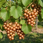 Grape Plant Live 4-7 Inches Tall, Fruit Vine Starter Plant for Garden, Patio Container, Backyard Trellis, Outdoor Growing (Bronze Grape)