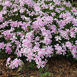 Pink White Creeping Phlox Live Plants 5-9 Inc Tall, Candy Stripe Creeping Phlox Plants, Starter Plant Well-Rooted