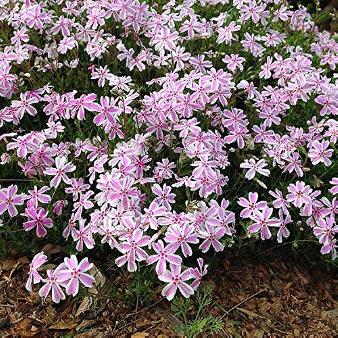 Pink White Creeping Phlox Live Plants 5-9 Inc Tall, Candy Stripe Creeping Phlox Plants, Starter Plant Well-Rooted