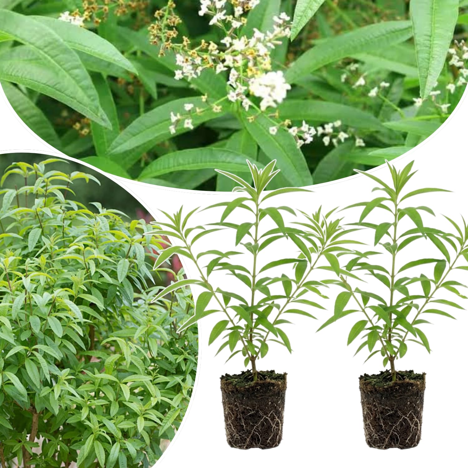 2 Live Lemon Verbena Plant, Fragrant Lemon Verbena Herb Plant Live, 3-5'' Tall, Herb Starter Plant for Garden, Patio