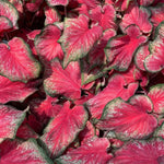 2 Caladium Plants Live for Planting, 4 to 6 Inc Tall, Caladium Live Plants Garden, 4 Inc Potted (Red)
