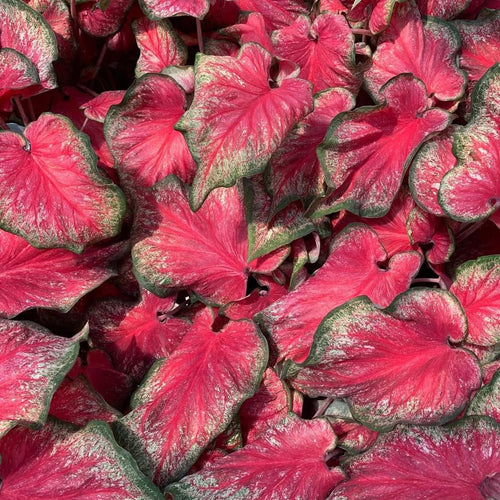2 Caladium Plants Live for Planting, 4 to 6 Inc Tall, Caladium Live Plants Garden, 4 Inc Potted (Red)