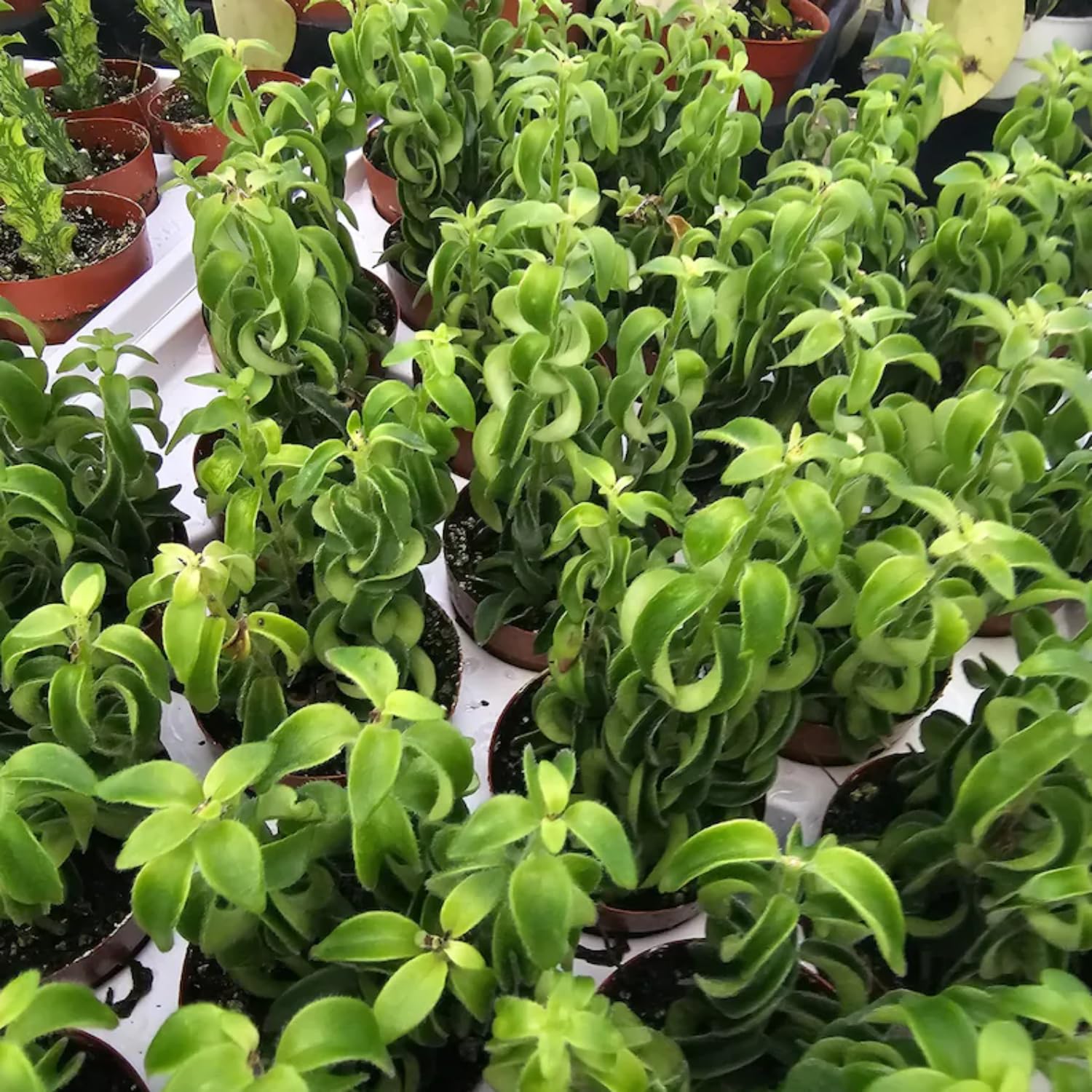 Aeschynanthus Twisted Lipstick Plant Live for Planting in 3 Inches Pot, Curly Lipstick Live Plant to Grow