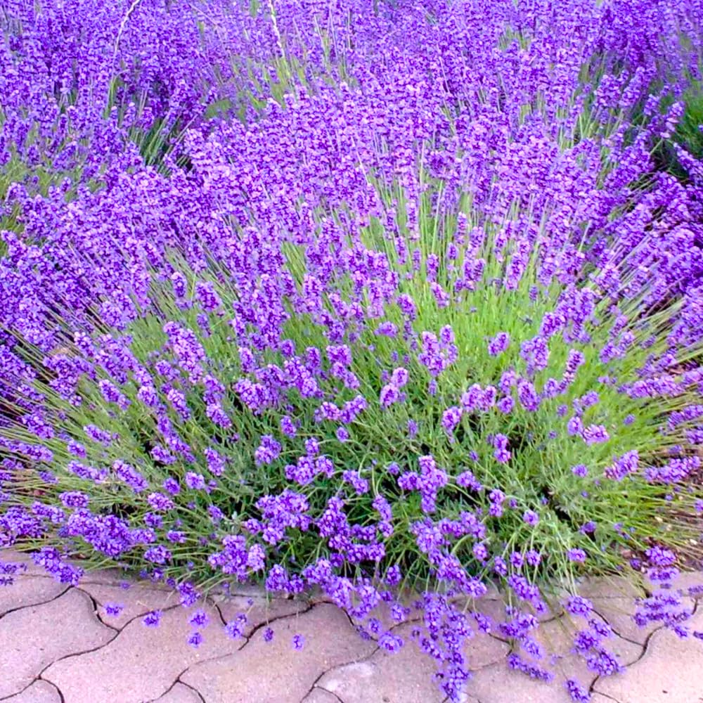 2 Lavender Plants Live Indoors, 4-8" Tall, Lavandula Perennial Flower Plants for Planting Outdoors Home Garden (Provence Lavender)