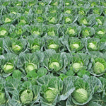 Live Cabbage Plants, Cabbage Live Plant Pot Vegetable Plant Growing Garden, 3 to 5 Inc Tall