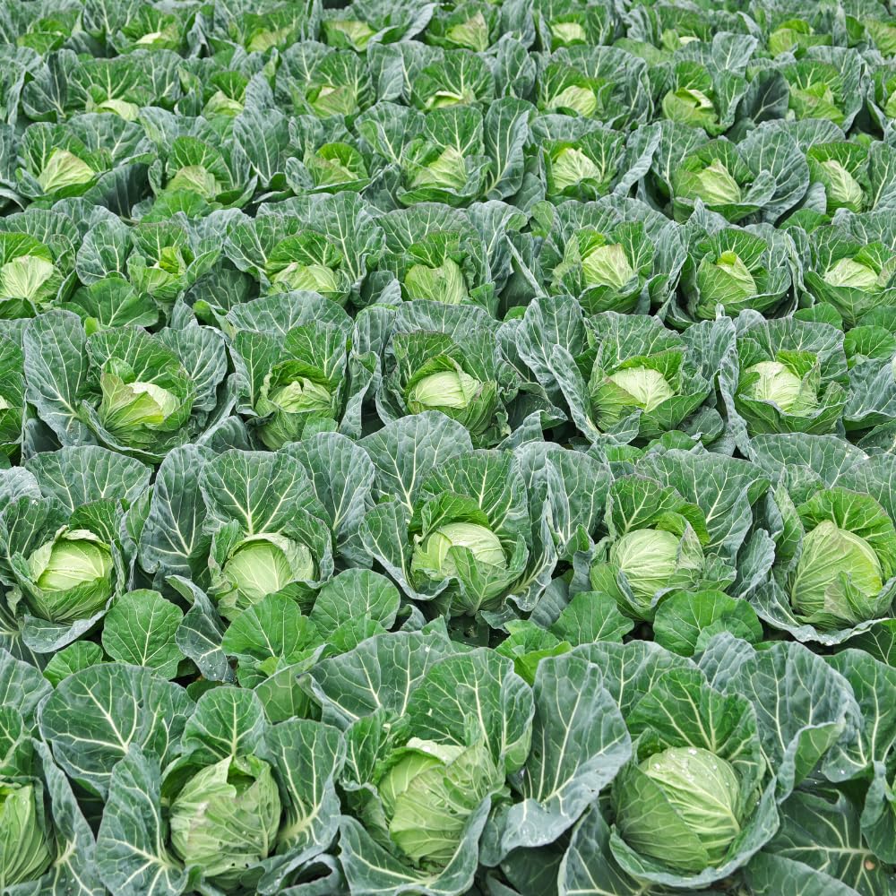 Cabbage Plant Live for Gardening, Cabbage Live Plants, Vegetable Plant Pot from 3 Inc Tall, 4 Inc Pot