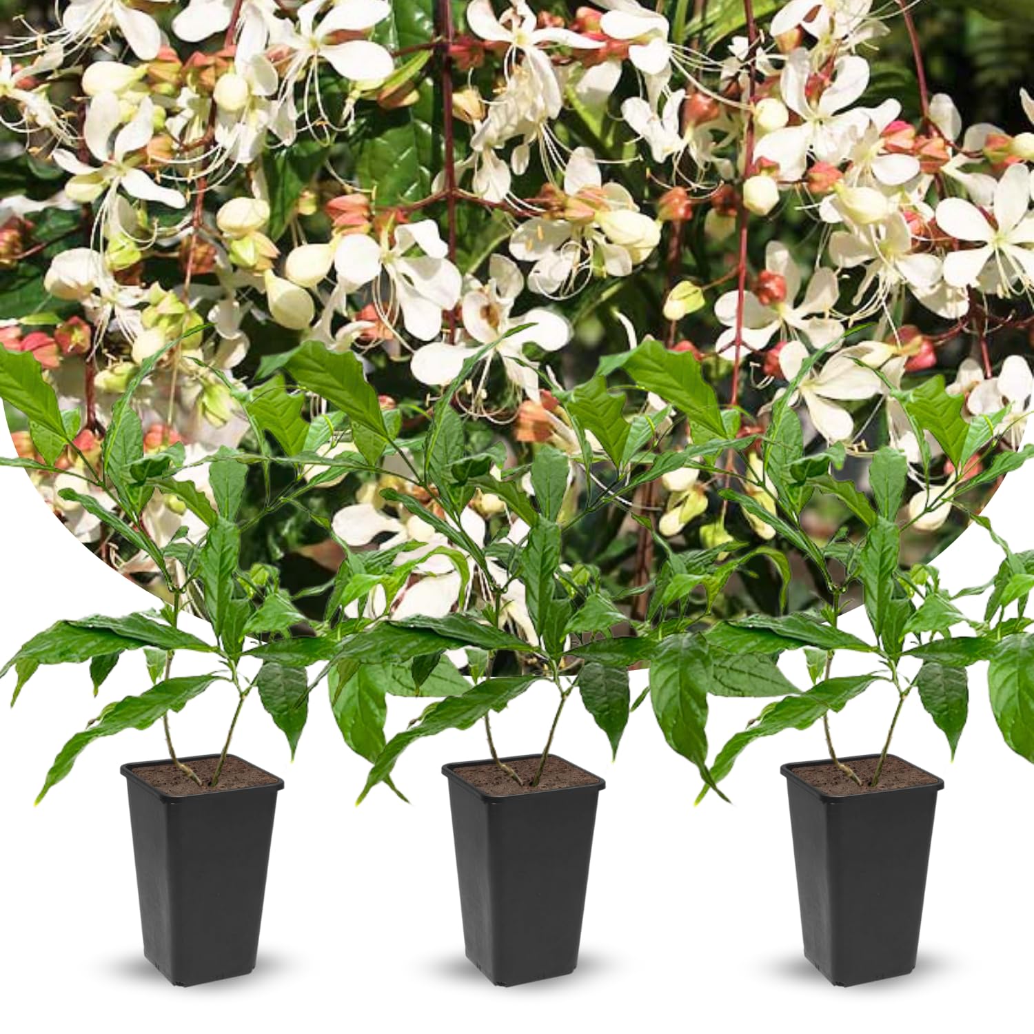 Clerodendrum Plants Live Well-Rooted for Outdoor Planting, White Clerodendrum Wallichii Schmidtii Smithianum Light Bulbs Tropical Live Plant, Chains of Glory Tree, 5"-9" in Tall