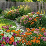 3 Mix Milkweed Plant Live, Asclepias Tuberosa Butterfly Bush, 4-8"