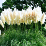 Set 2 Pampas Grass Plants Live Fully Rooted Pruned 5 to 9 Inches Tall, Ornamental Grasses Live Plants Perennial for Planting (Mix Pampas Grass)