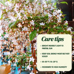 2 Clerodendrum Live Plants 4-7 Inches, Trailing Light Bulb Flowering Shrub, Indoor or Outdoor Ornamental (Wallichii)