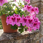 Geranium Live Plant 4'' Pot, Flowering Geranium Well Rooted 3-6'' Tall, Outdoor Patio, Balcony or Container Garden Plants, 2 Plants per Pot (Pink)