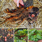 Pack 5 Rhubarb Plants Roots for Planting, Common Rhubarb Roots Live Plant, Vegetable Plant, 4 to 6 Inches Tall Garden