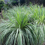6 Fresh Lemongrass Plants Live High Yield, Live Outdoor Lemongrass, No Pot, Fresh Lemon Grass Stalks Live Plant, Herb Outside Planting