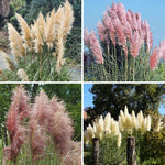 Set 2 Grass Plants Live for Planting, 5-9 Inch Tall, Ornamental Grasses Live Plants Perennial Grass, Well-Rooted (Mixed Grass)