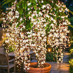 2 Clerodendrum Live Plants, Clerodendrum Light Wallichii Smithianum White Blooms, 5-9 Inc Tall