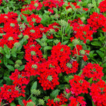 Red Verbena Plants, 4 Inch Pot, 4-6" Tall Perennial Live Verbena Flowers Plant for Groundcover, Outdoor Garden