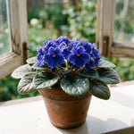 African Violet Plant Live in 4 Inch Pot, Indoor Flowering Houseplant, Compact Blooming Plant for Home or Office (Blue Blooms)