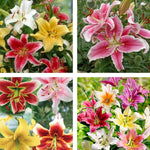 Set 4 Mixed Oriental Lilies Bulbs, Lily Bulbs, Flowering Bulb for Outdoor Garden Beds and Containers