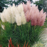 2 Pampas Grass Plants Live, Ornamental Grasses Live Plants Perennial, Mix Pampas Grass Live Plants Outside