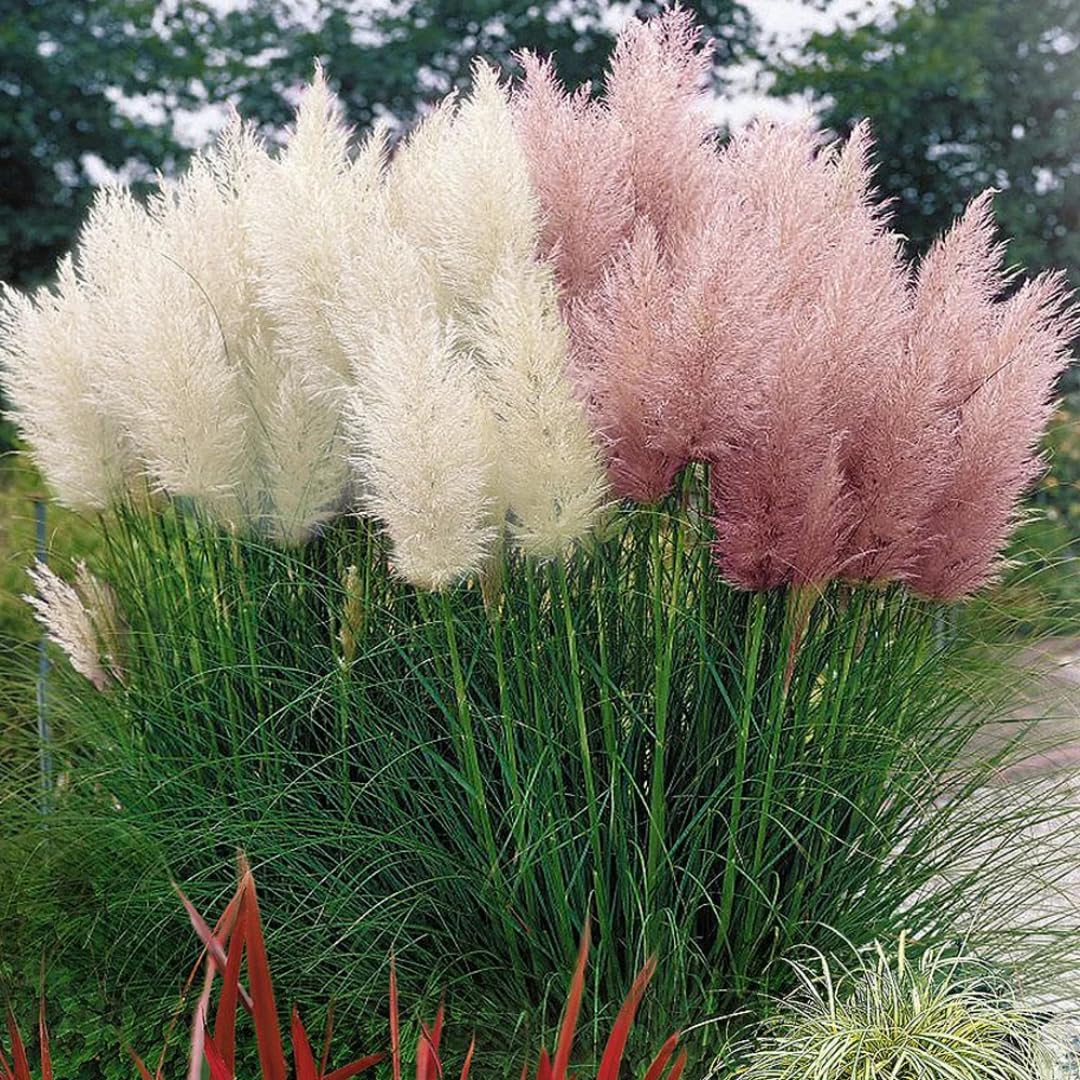2 Pampas Grass Plants Live, Ornamental Grasses Live Plants Perennial, Mix Pampas Grass Live Plants Outside