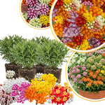 4 Milkweed Plants Live, Random Butterfly Milkweed Asclepias Tuberosa Perennial Wildflowers Swamp Common Bush, 5-9" in Tall, No Pot