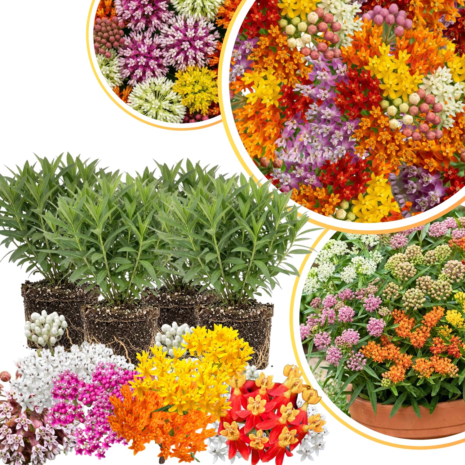 4 Milkweed Plants Live, Random Butterfly Milkweed Asclepias Tuberosa Perennial Wildflowers Swamp Common Bush, 5-9" in Tall, No Pot