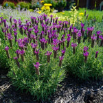 2 Lavender Plants Live Indoor, Lavandula Trees Live Plants for Planting, Fragrant Flowers Perennial, 4-6" Height Plugs (Spanish Lavender Plants)