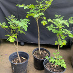 2 Pots Live Malunggay Plants, Moringa Oleifera Live Trees, 6-8" in Tall Drumstick Horseradish Trees Herb for Planting, 7 Months Old Tree