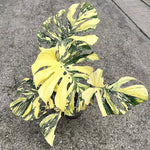 Rare Monstera Plant, Monstera Live Plant Fully Rooted, Ready to Grow Philodendron 4-8 Inches, Live Houseplants, Indoor Plants (Thai Variegated Monstera)