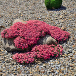 Set 2 Creeping Phlox Live Plants, Perennial Phlox Flower Ground Cover Plant, Hardy Creeping Phlox 5-8 Inches (Red)