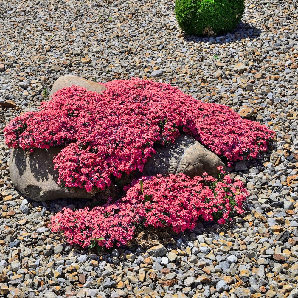 Set 2 Creeping Phlox Live Plants, Perennial Phlox Flower Ground Cover Plant, Hardy Creeping Phlox 5-8 Inches (Red)