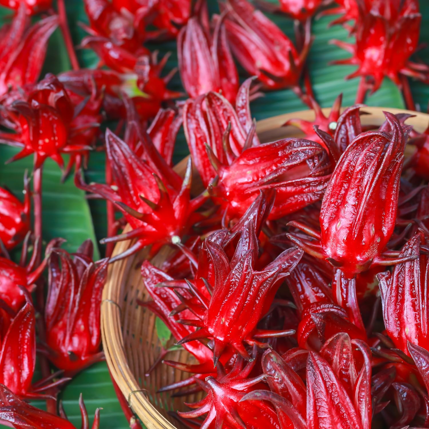 Sabdariffa Roselle Hibiscus Live Plant in 4 Inch Pot, Jamaican Red Roselle Starter, Hardy Live Flowering Plant for Outdoor Garden