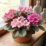 African Violet Plant Live in 4 Inch Pot, Indoor Flowering Houseplant, Compact Blooming Plant for Home or Office (Pink Blooms)