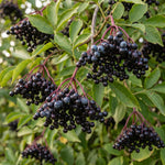 Elderberry Live Plant 4-8'' Tall, Live Black Elderberry Tree Seedling, Edible Berry Bush for Planting, No Pot