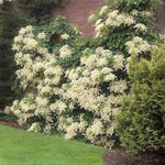 Hydrangea Plant Live Vine, Blooming Garden Bush Hardy Hydrangea Shrub, White Flowering Plant Indoor Outdoor Well-Rooted 5-9 Inc Tall, Stater Plant