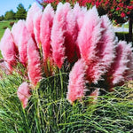 1 Pampas Grass Plant Live Fully Rooted 5-9" Height, Ornamental Grasses Live Plant Perennial for Planting (Pink Pampas Grass)