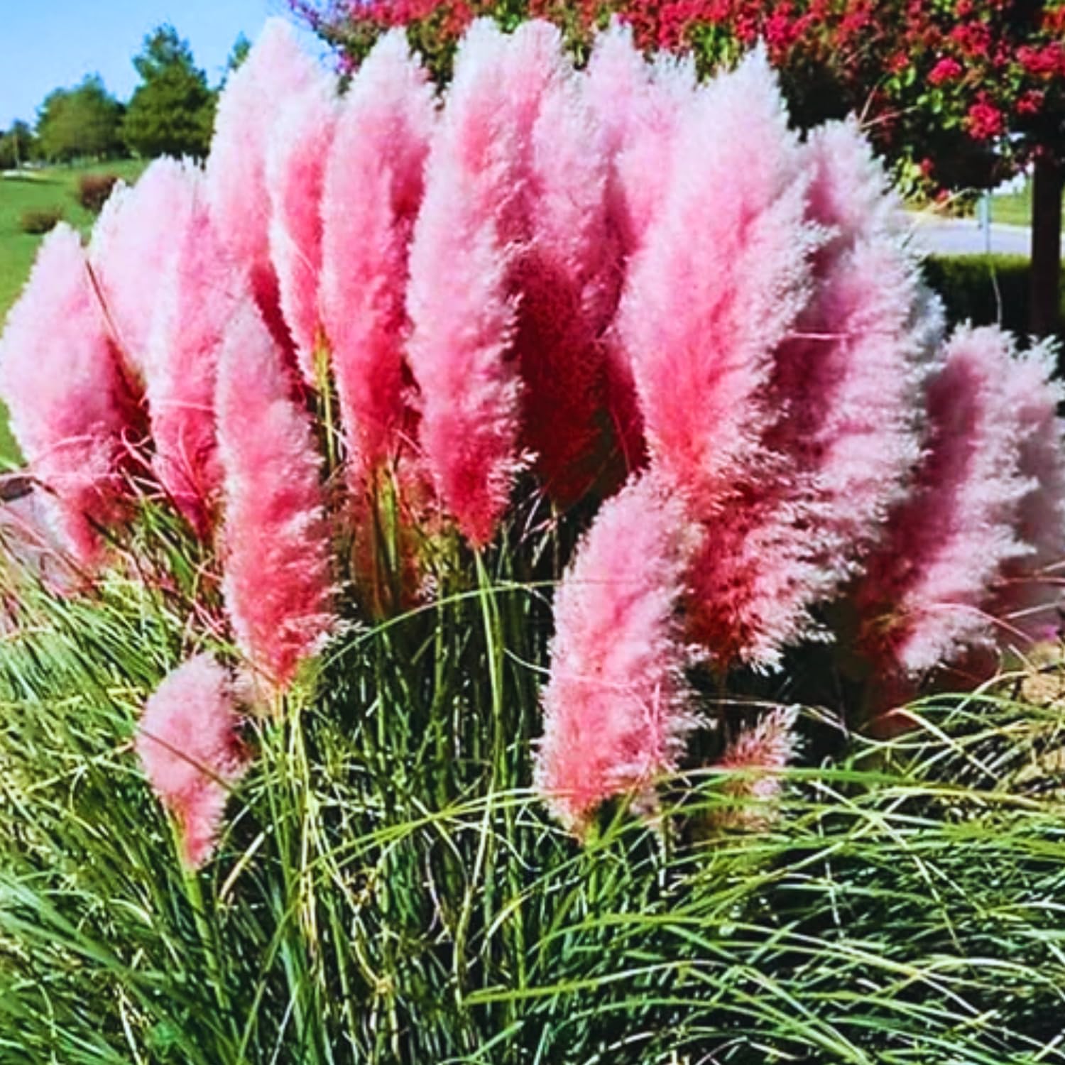 1 Pampas Grass Plant Live Fully Rooted 5-9" Height, Ornamental Grasses Live Plant Perennial for Planting (Pink Pampas Grass)
