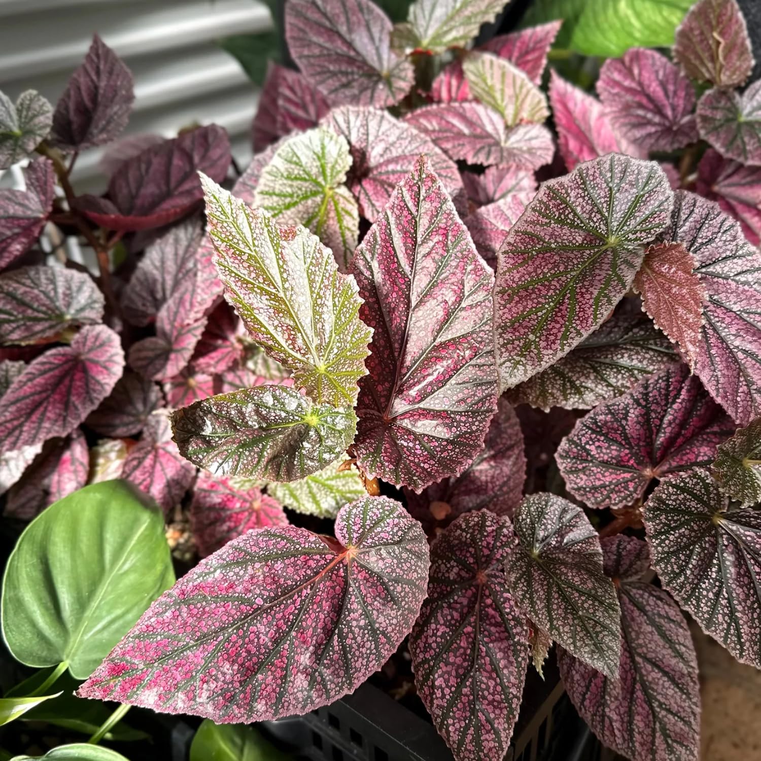 Pink Polka Dot Maculata Angel Wing Begonia Plants Live, Rare Begonias Indoor Growing, Hanging Basket, Starter 5 to 9 Inc Tall