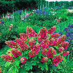 Hydrangea Bush Tree Plants Live, 5-9" Tall, No Pot, Dormant in Winter, Change Color Perennial Planting Indoor Outdoor, Long Lasting Blooms Flower (Ruby Slipper)