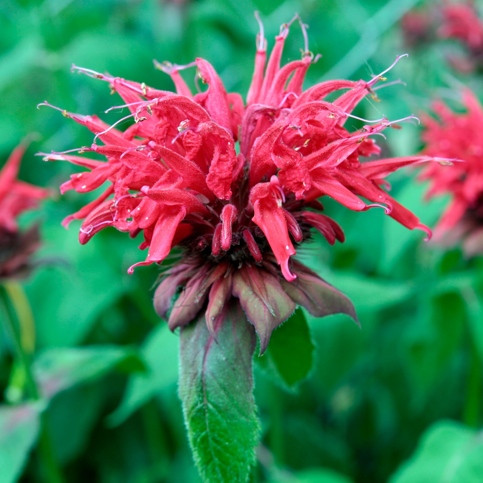 Red Bee Balm Plant, 2-5" Tall Starter, Rooted in Soil, No Pot, Monarda Flowering Herb Plant for Garden